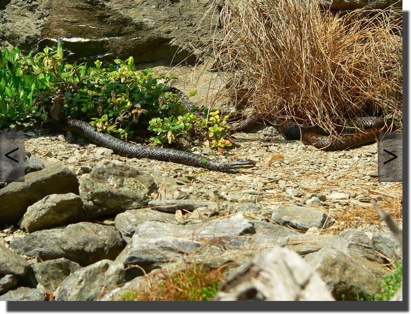 Vipera berus